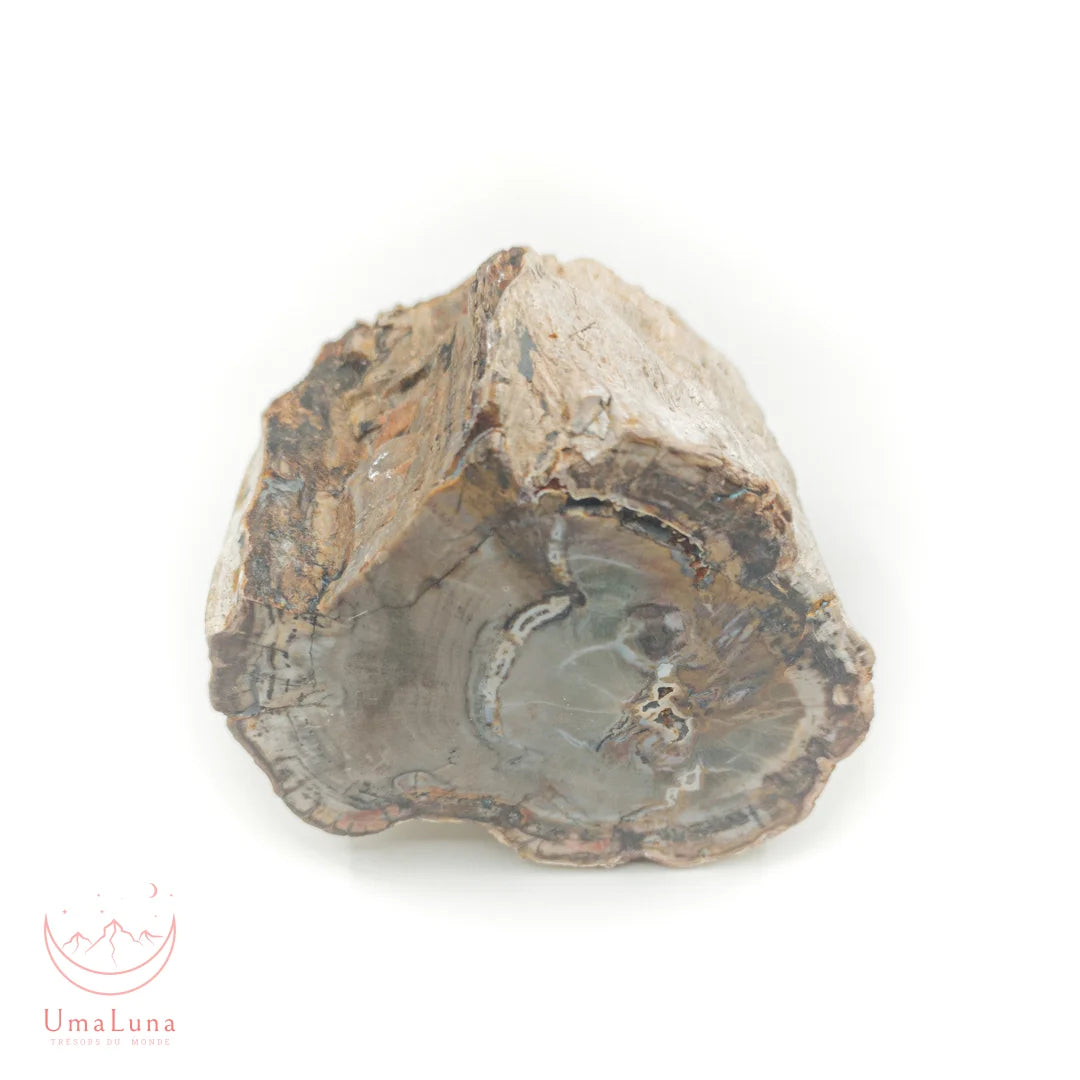 Bois fossilisé brut de 1270 grammes