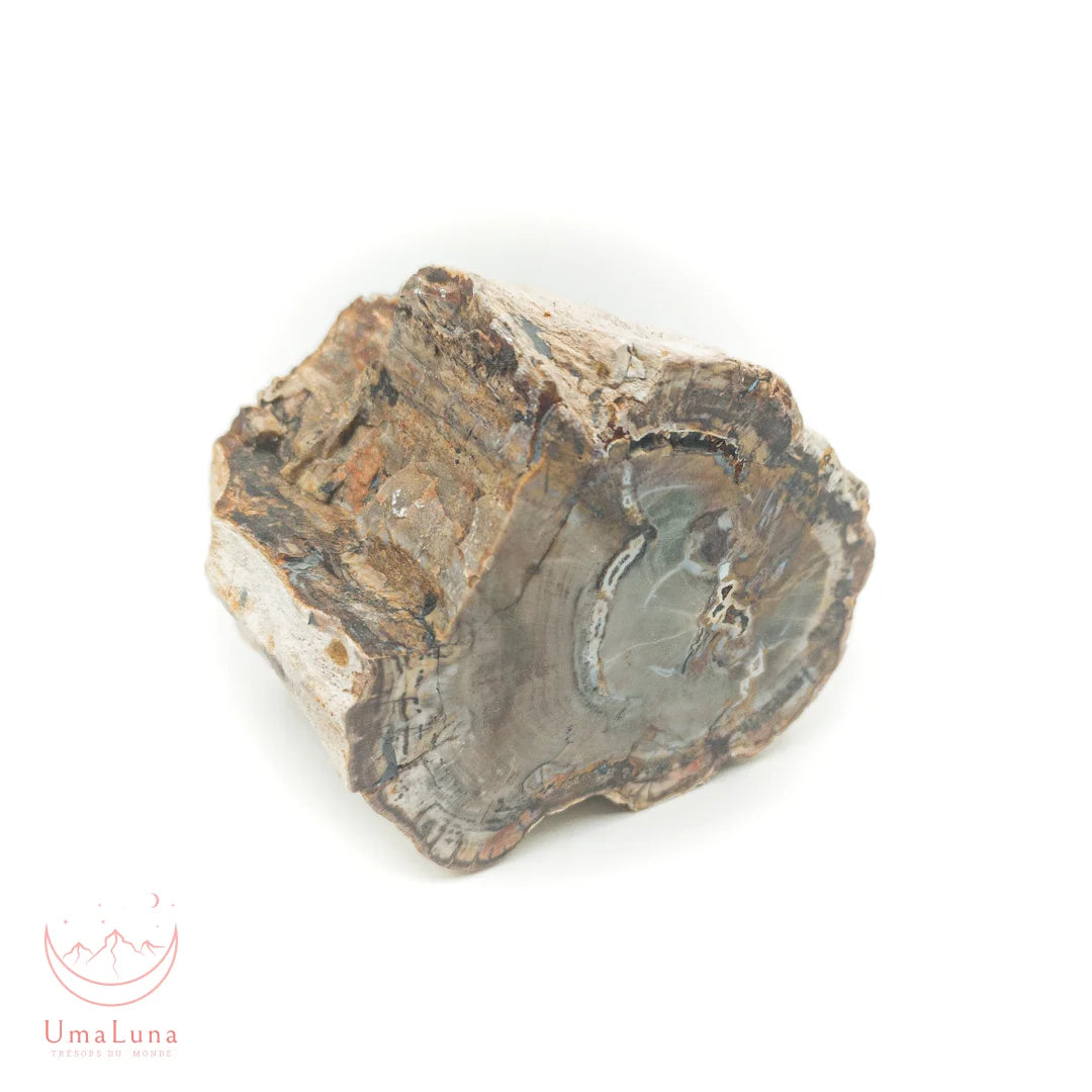 Bois fossilisé brut de 1270 grammes