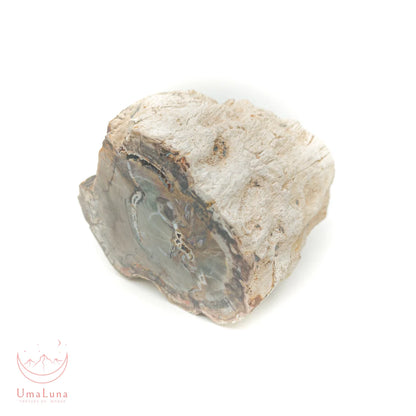 Bois fossilisé brut de 1270 grammes