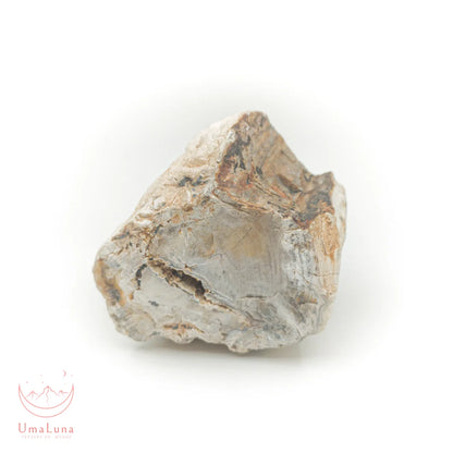 Bois fossilisé brut de 1270 grammes