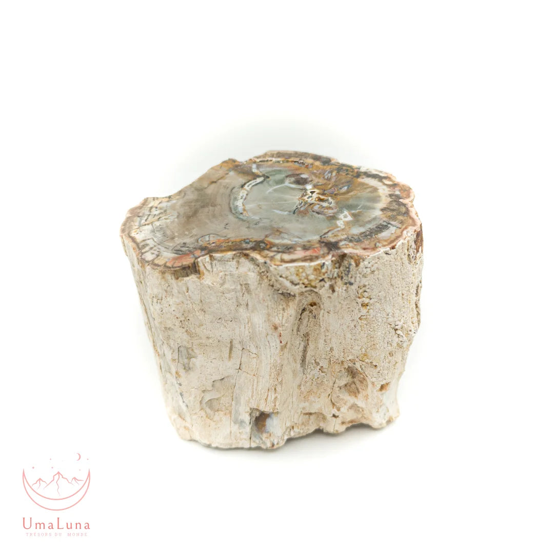 Bois fossilisé brut de 1270 grammes