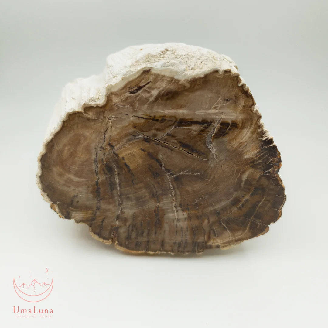 Bois fossilisé de chêne de 1900 grammes