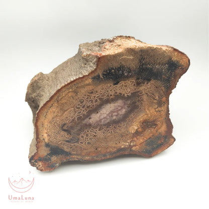 Bois fossilisé brut de 2900 grammes