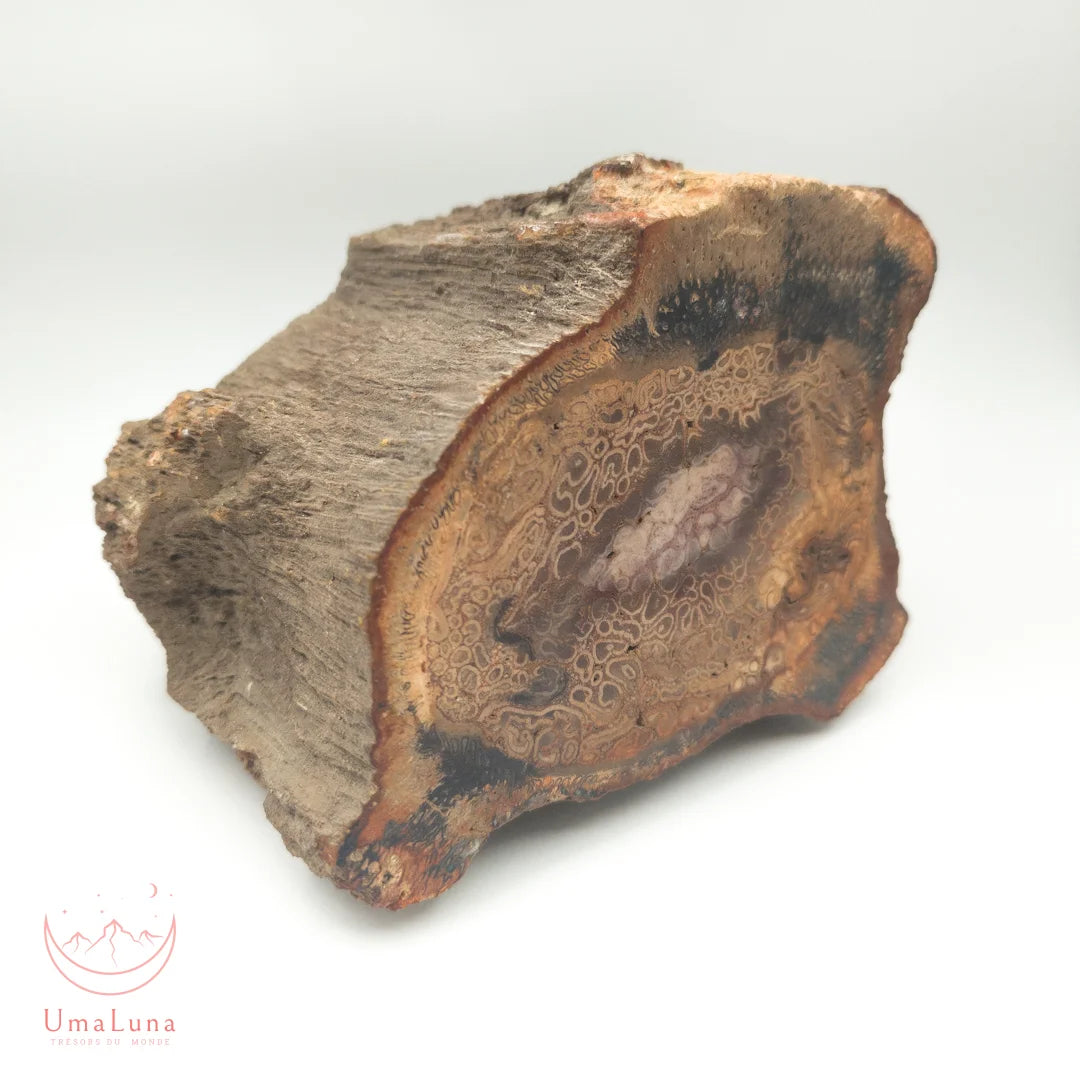 Bois fossilisé brut de 2900 grammes