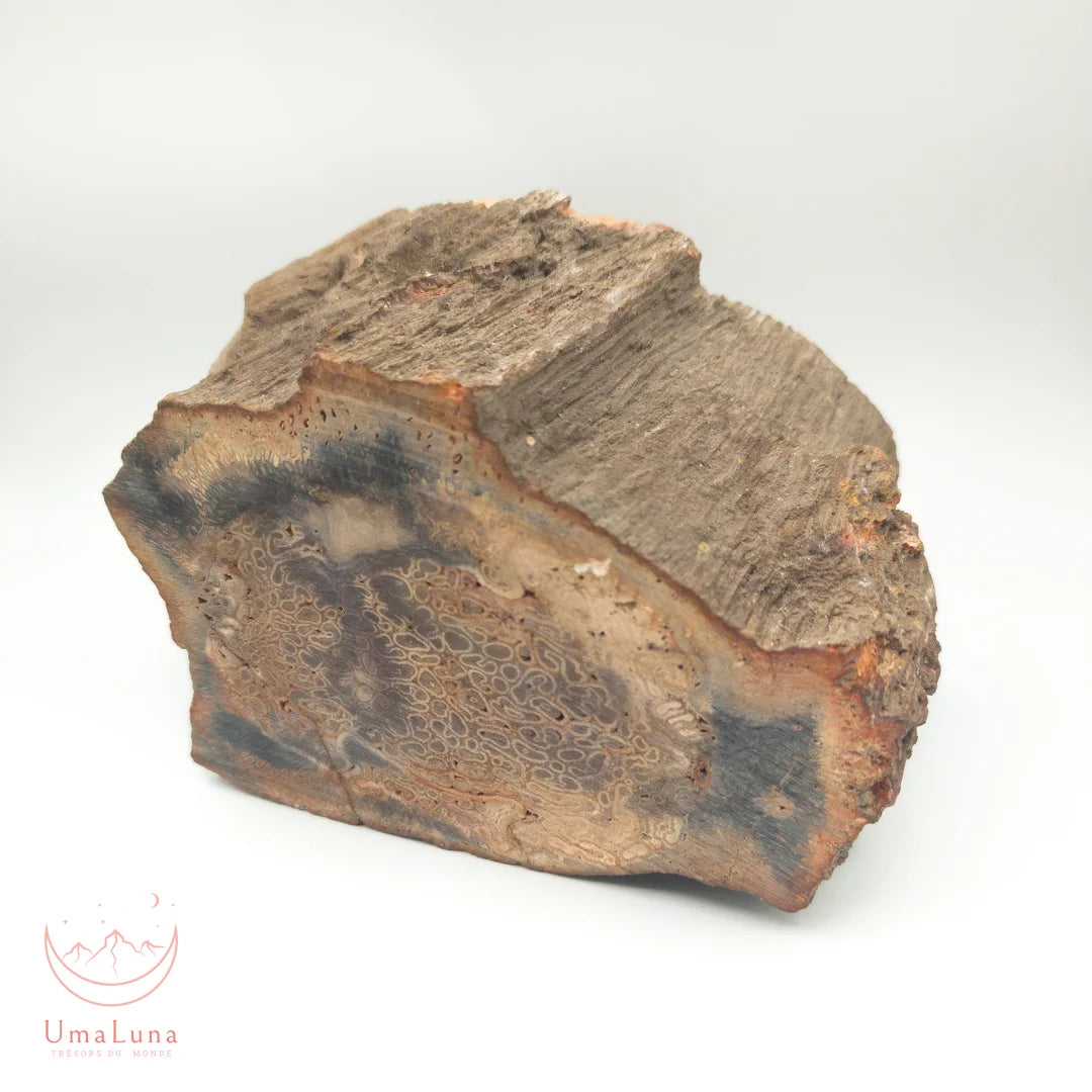 Bois fossilisé brut de 2900 grammes