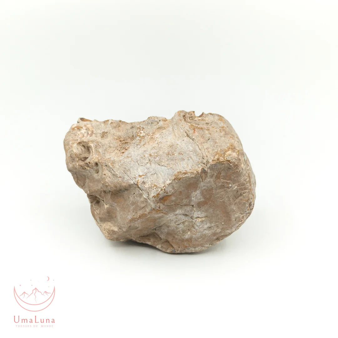 Bois fossilisé brut de 460 grammes