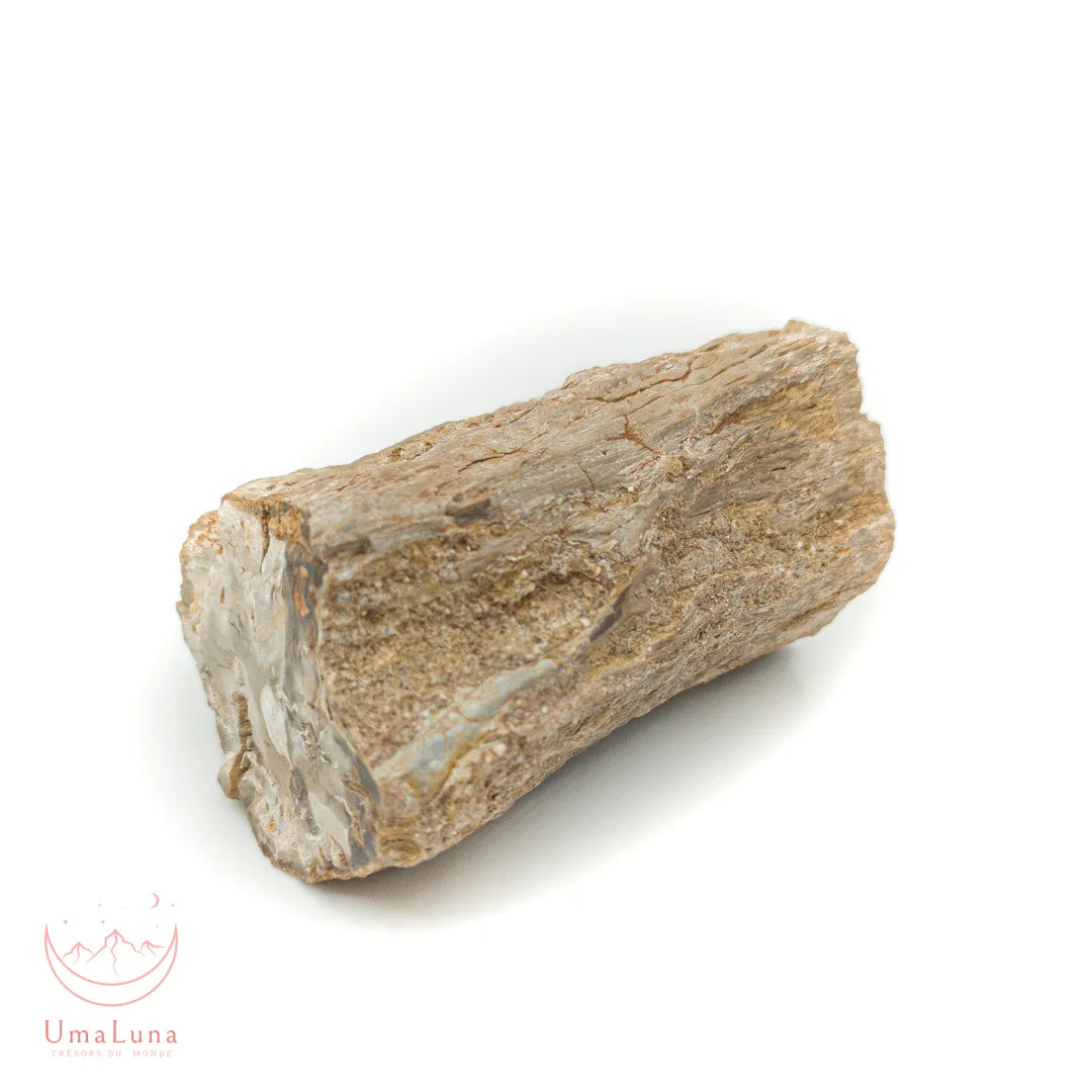 Bois fossilisé brut de 490 grammes