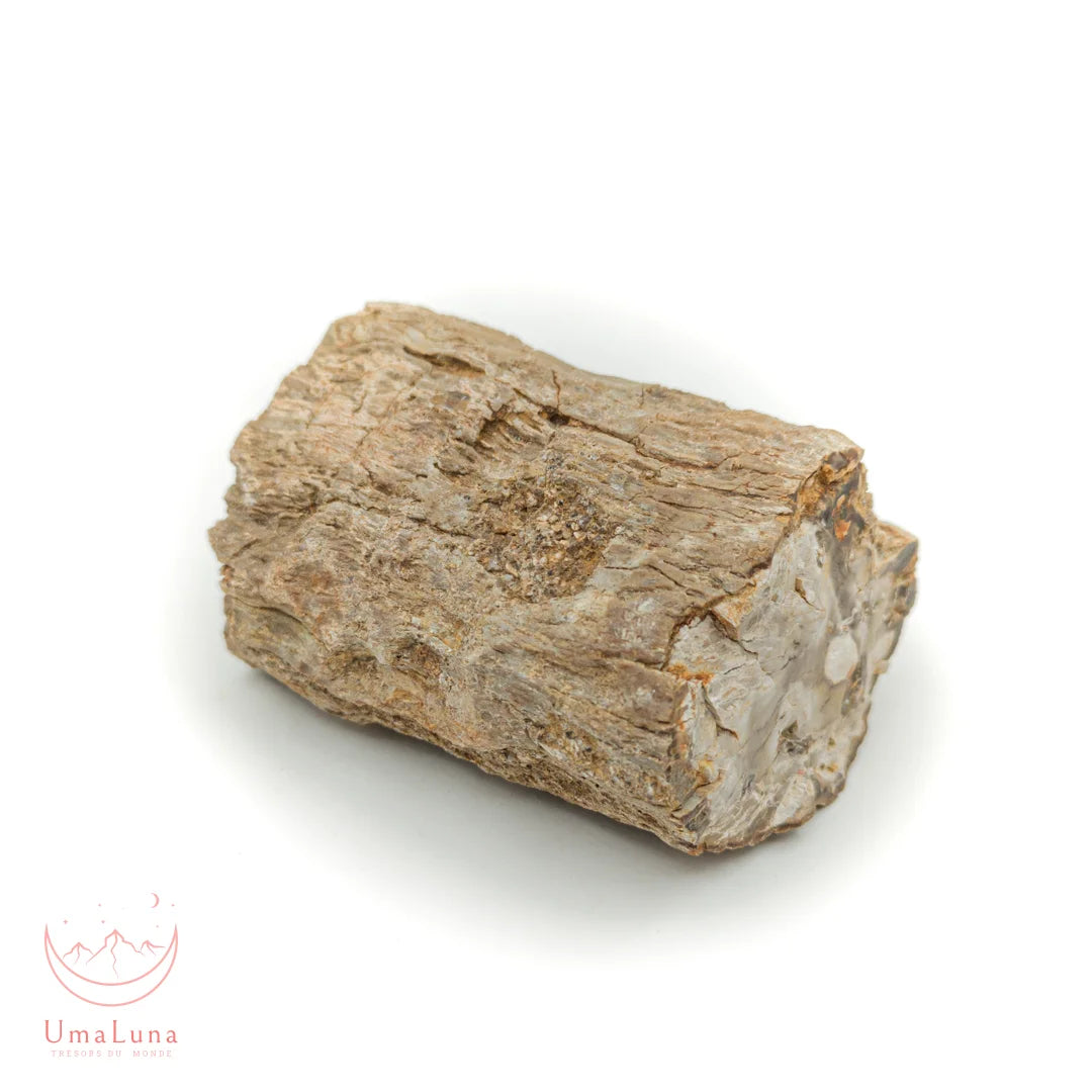 Bois fossilisé brut de 490 grammes