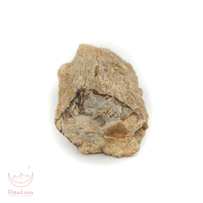 Bois fossilisé brut de 490 grammes