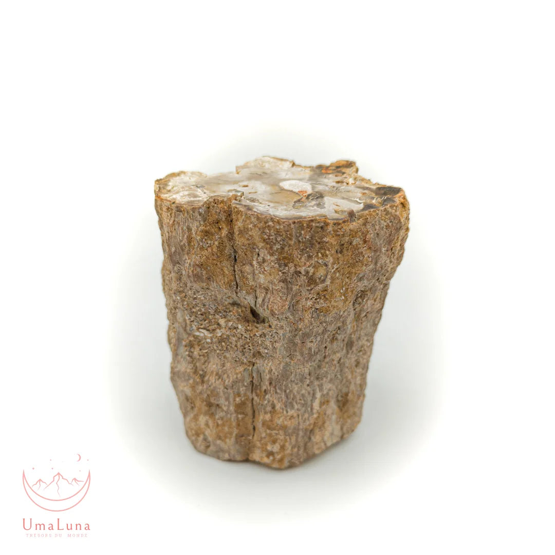 Bois fossilisé brut de 490 grammes