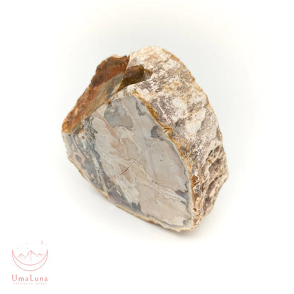 Bois fossilisé brut de 500 grammes