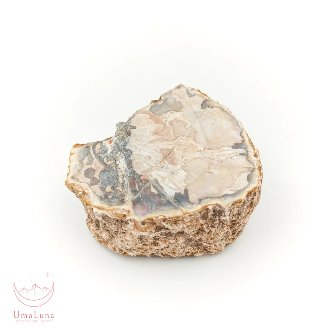 Bois fossilisé brut de 500 grammes