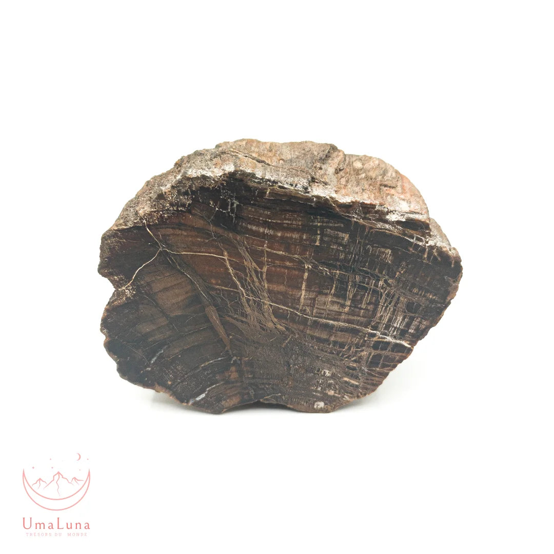 Bois fossilisé brut de 550 grammes