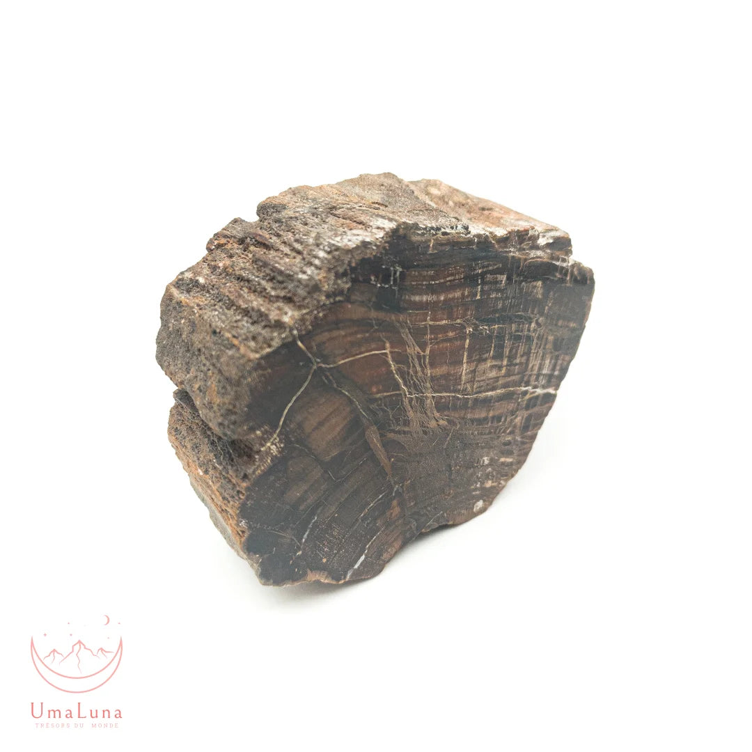 Bois fossilisé brut de 550 grammes