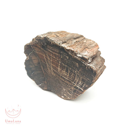 Bois fossilisé brut de 550 grammes