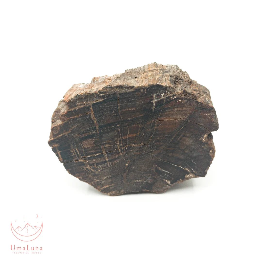 Bois fossilisé brut de 550 grammes