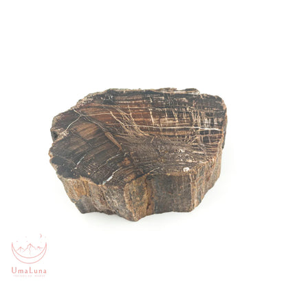 Bois fossilisé brut de 550 grammes