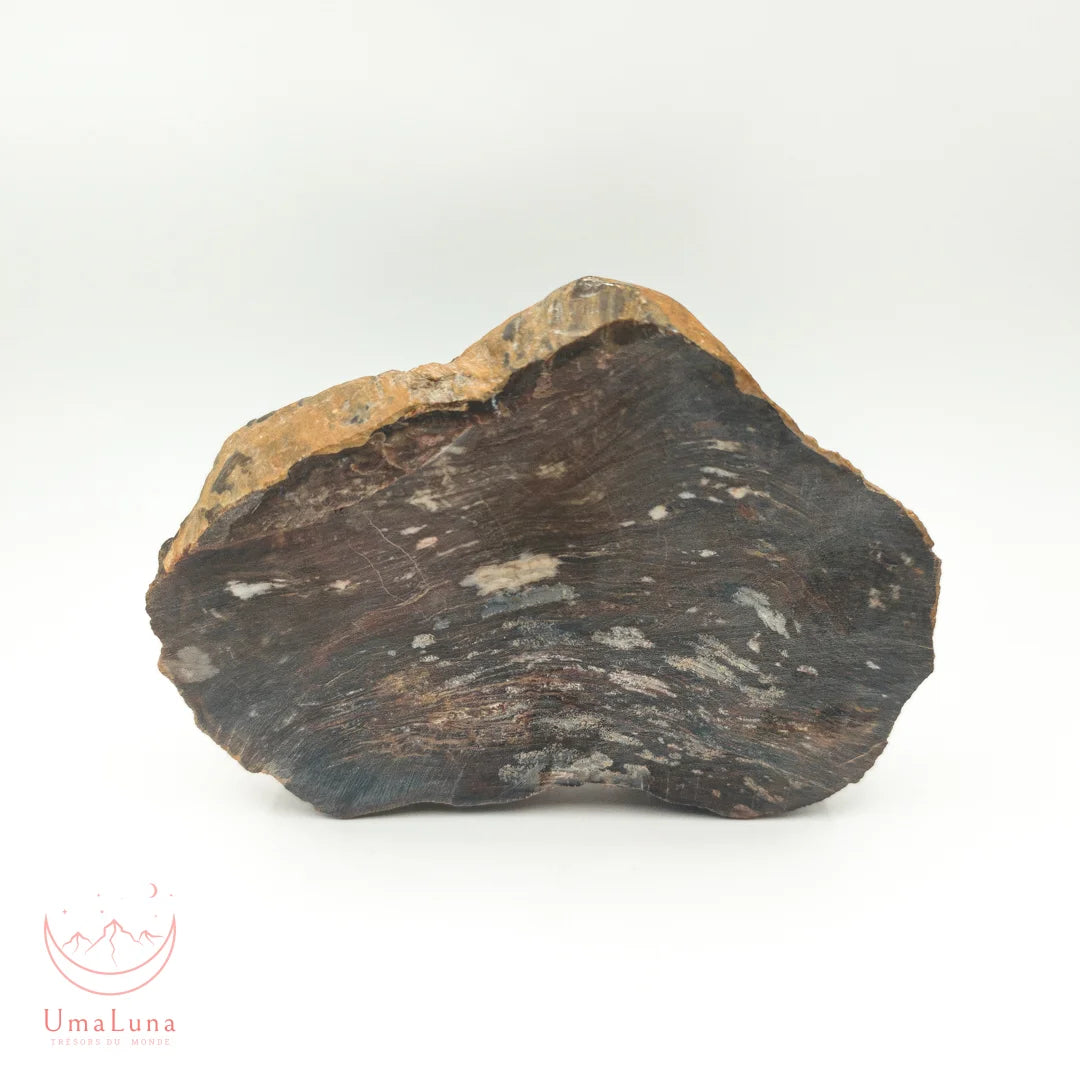 Bois fossilisé brut de 730 grammes