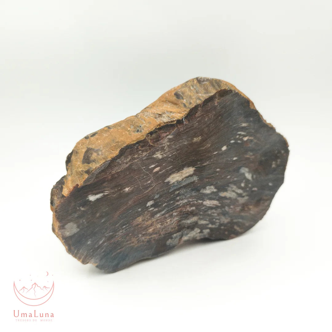 Bois fossilisé brut de 730 grammes