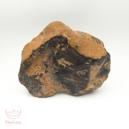 Bois fossilisé brut de 730 grammes