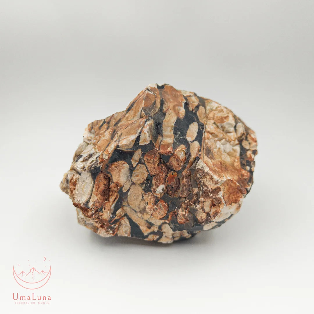 Bois fossilisé motif "peanut" de 950 gtammes